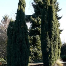 Juniperus communis 'Hibernica'