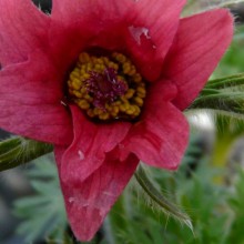 Pulsatilla vulgaris 'Rubra'