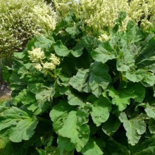Rheum rhabarbarum