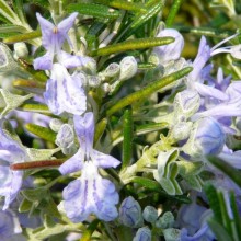 Rosmarinus officinalis 'Point du Raz'