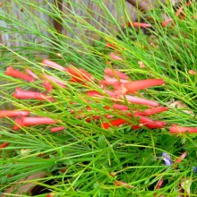 Russelia equisetiformis