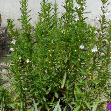 Satureja montana