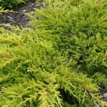 Juniperus pfitzeriana 'Goldkissen'