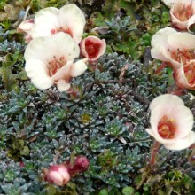Saxifraga hybr. 'Kampa'