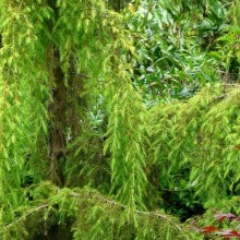 Juniperus rigida 'Pendula'