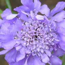 Scabiosa columbaria 'Perpetual Flowering'