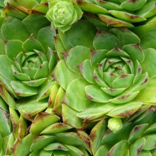Sempervivum