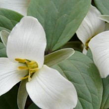 Trillium nivale