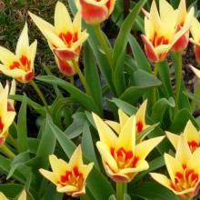 Tulipa kaufmanniana 'Corona'