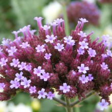 Verbena bonariensis