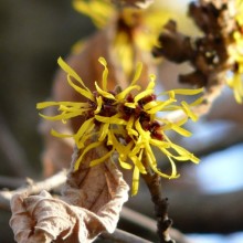 Hamamelis mollis