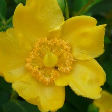 Hypericum hybr. 'Hidcote'