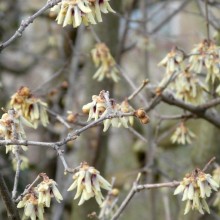 Chimonanthus praecox Chimonanthus praecox