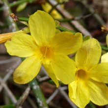 Jasminum nudiflorum