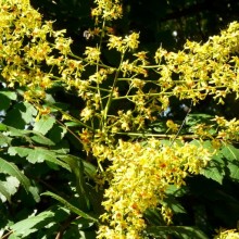Koelreuteria paniculata
