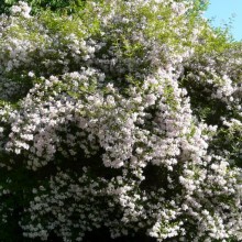 Kolkwitzia amabilis