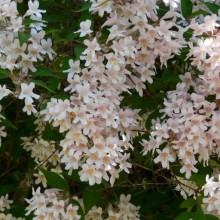 Kolkwitzia amabilis