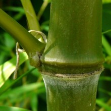 Phyllostachys nigra 'Boryana'