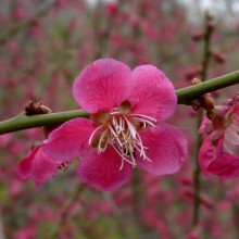 Prunus mume 'Beni chidori'