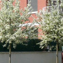 Prunus padus 'Watereri'