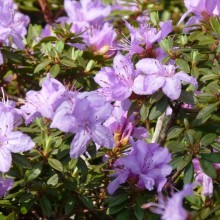 Rhododendron impeditum 'Krumlov'