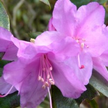 Rhododendron hybr. 'Praecox'