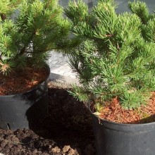 Pinus mugo 'Klosterkoetter'