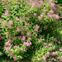 Spiraea x bumalda 'Anthony Waterer'